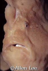Giant Frogfish. by Allen Lee 
